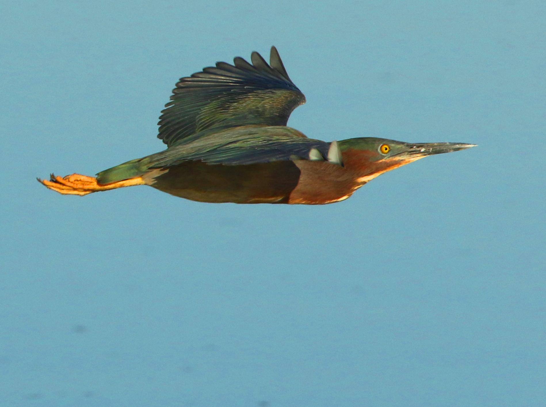 Green Heron-cropped, click to load a larger version