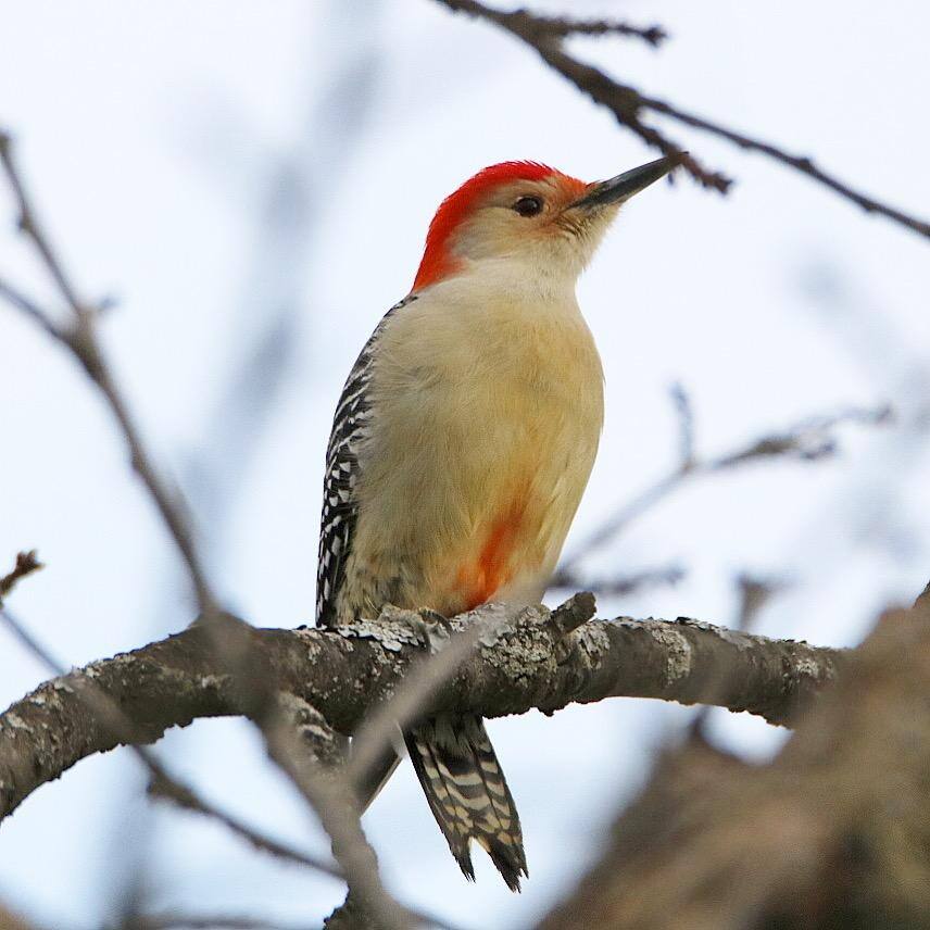 Red-bellied Woodpecker, click to load a larger version