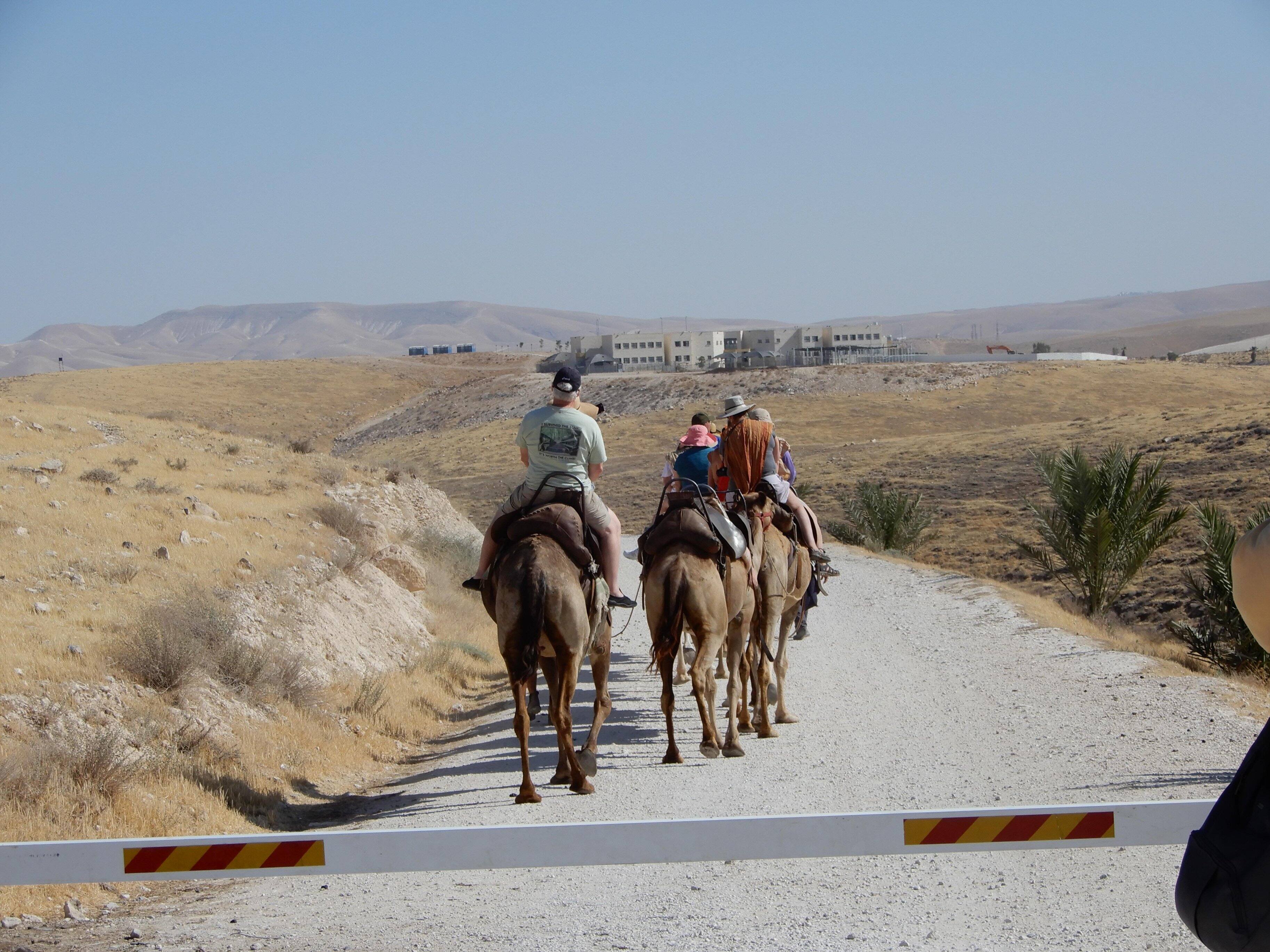 riding camels in judean desert israel, click to load a larger version