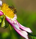 Dahlia Festival 2015, click to load a larger version