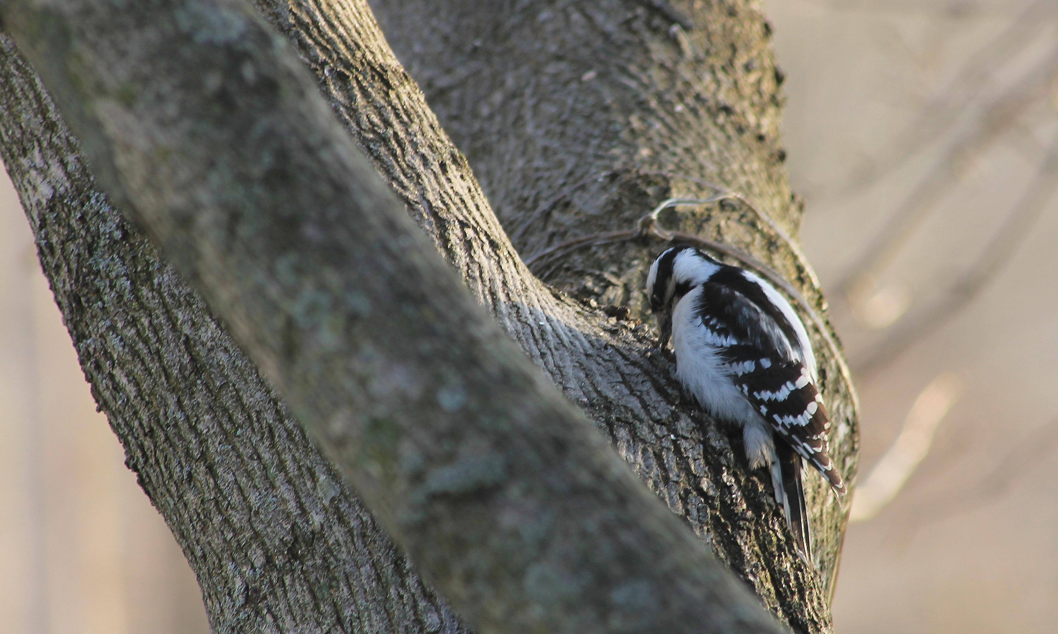 woodpecker (at 300mm), click to load a larger version