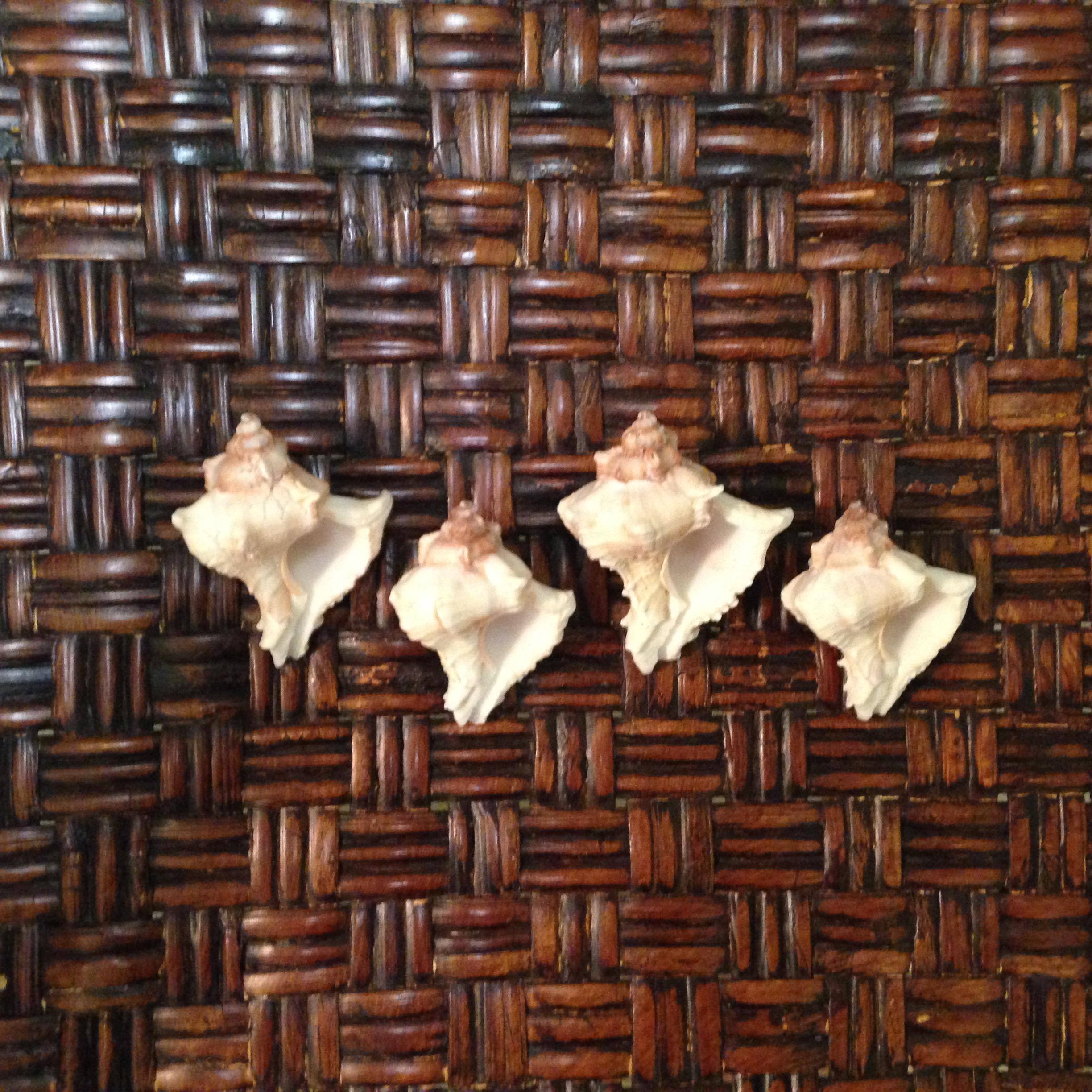 4 shells of Seychelles, click to load a larger version