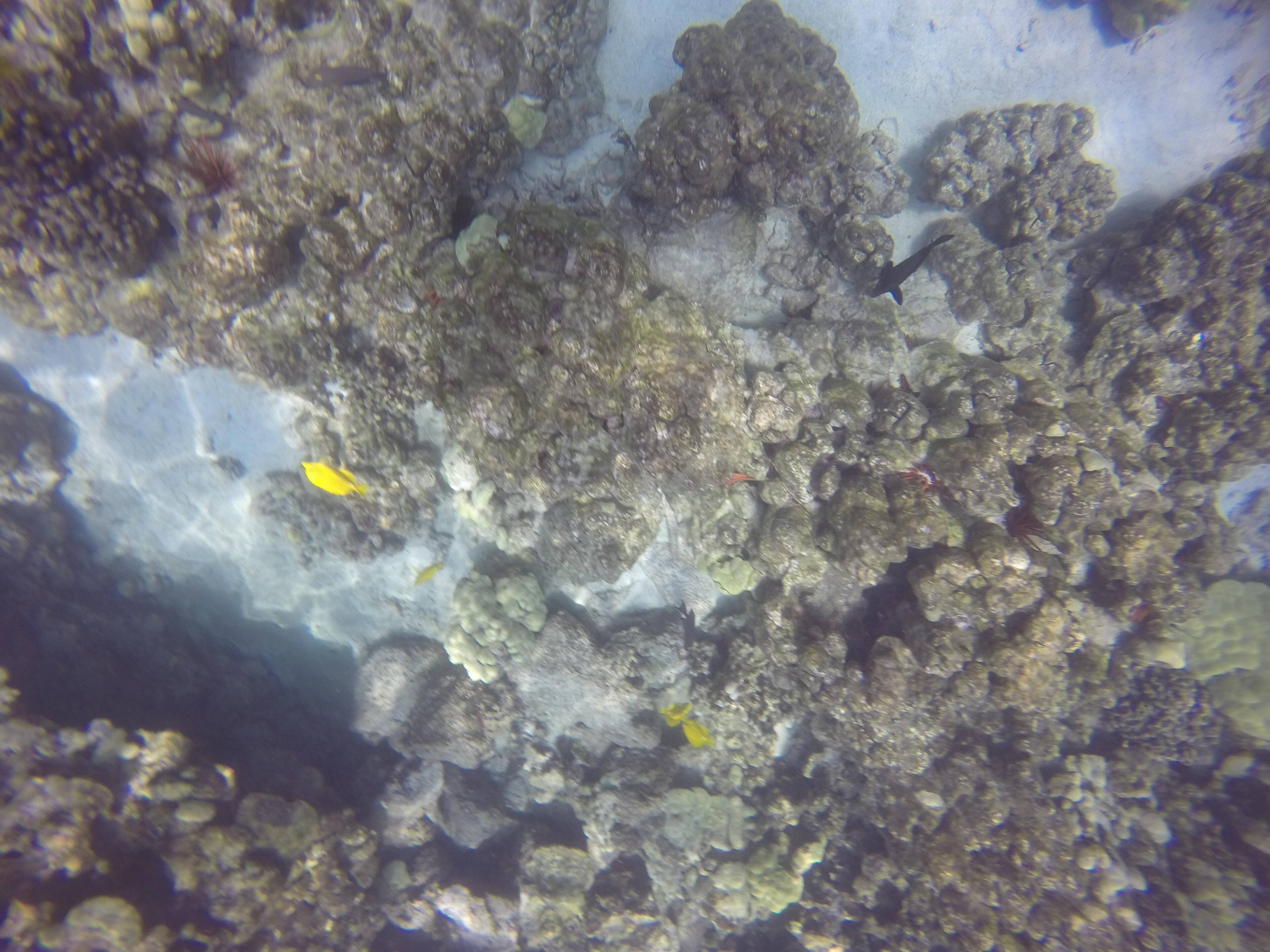 With, click to load a larger version