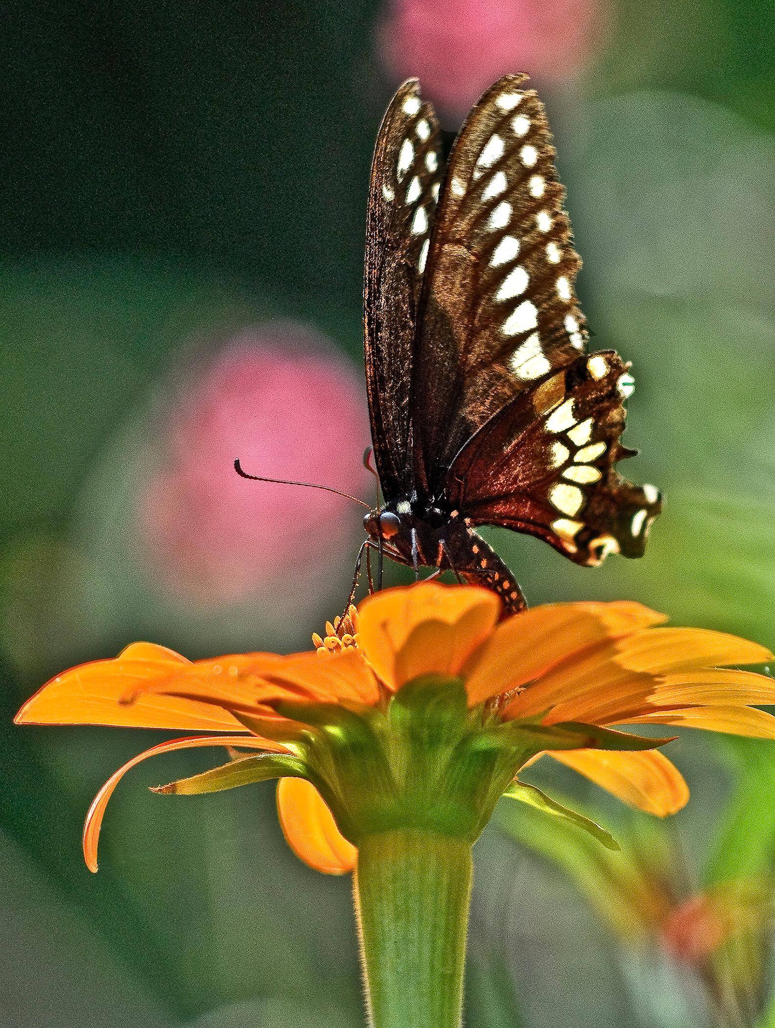 Shot with Manfrotto monopod, click to load a larger version