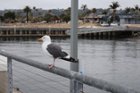 Taken with standard/ included lens (unedited), click to load a larger version