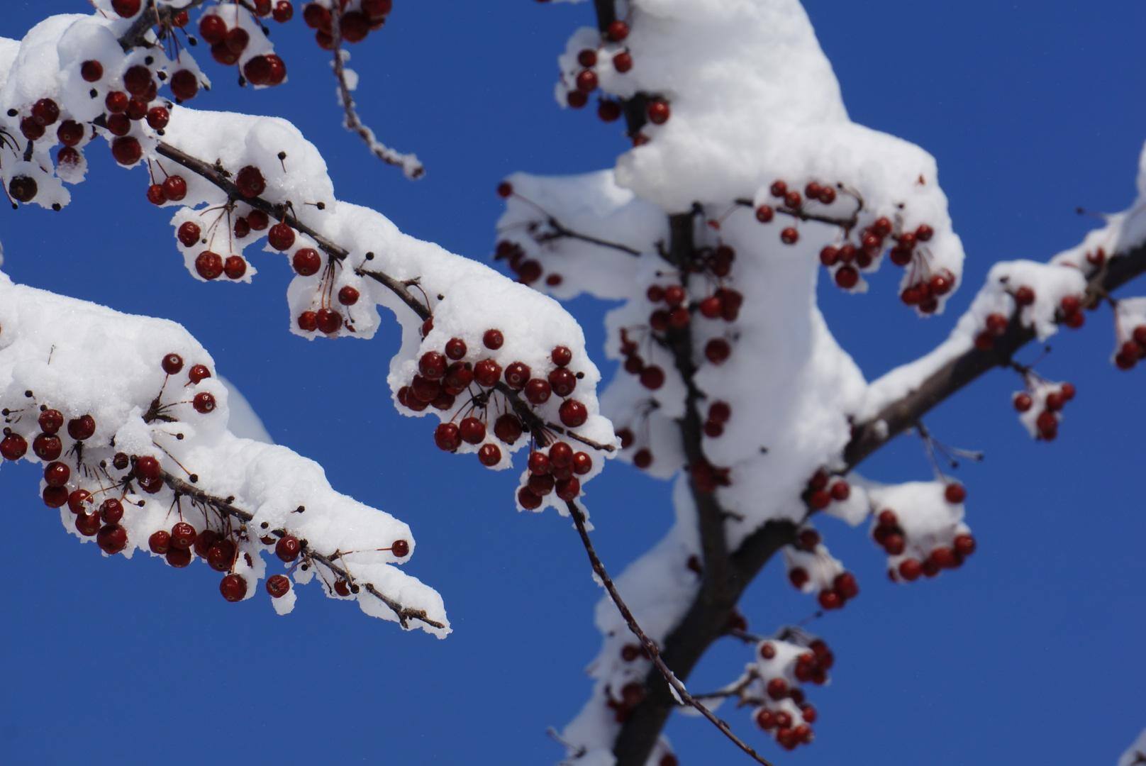 Taken with NEX-6 and 55-210 lens, click to load a larger version