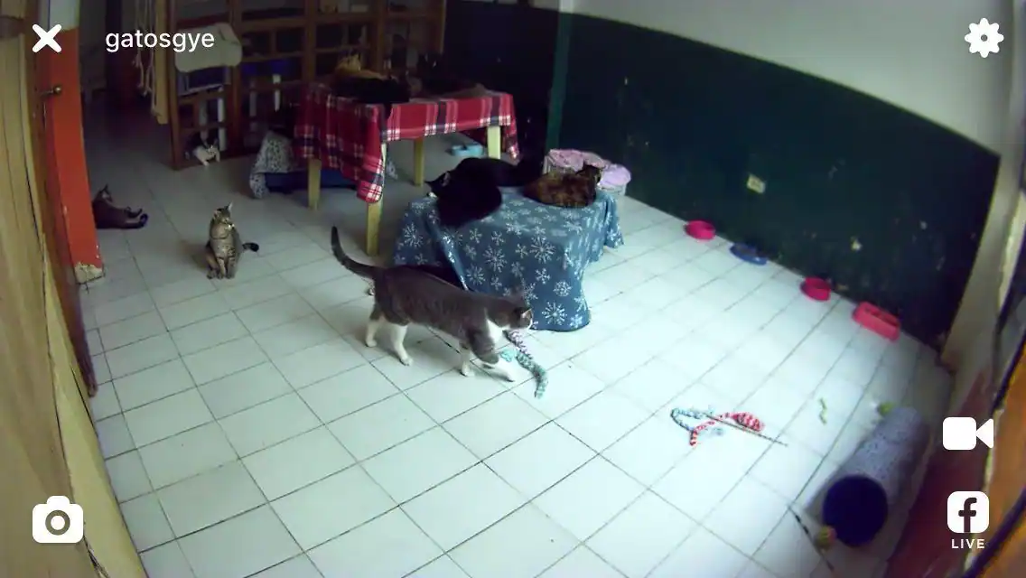 Petcube camera in use, click to load a larger version