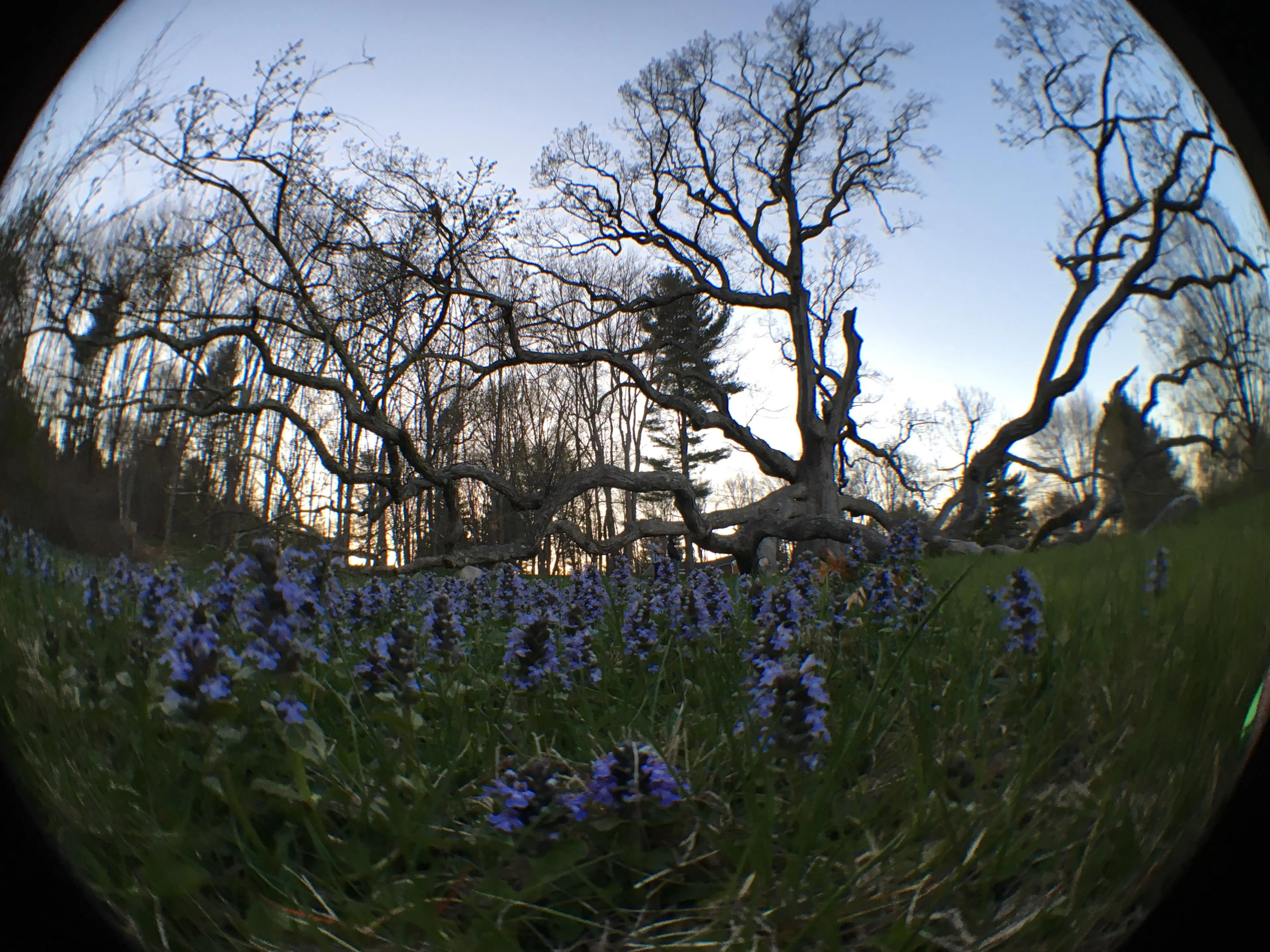 400 year old Granby Oak, click to load a larger version