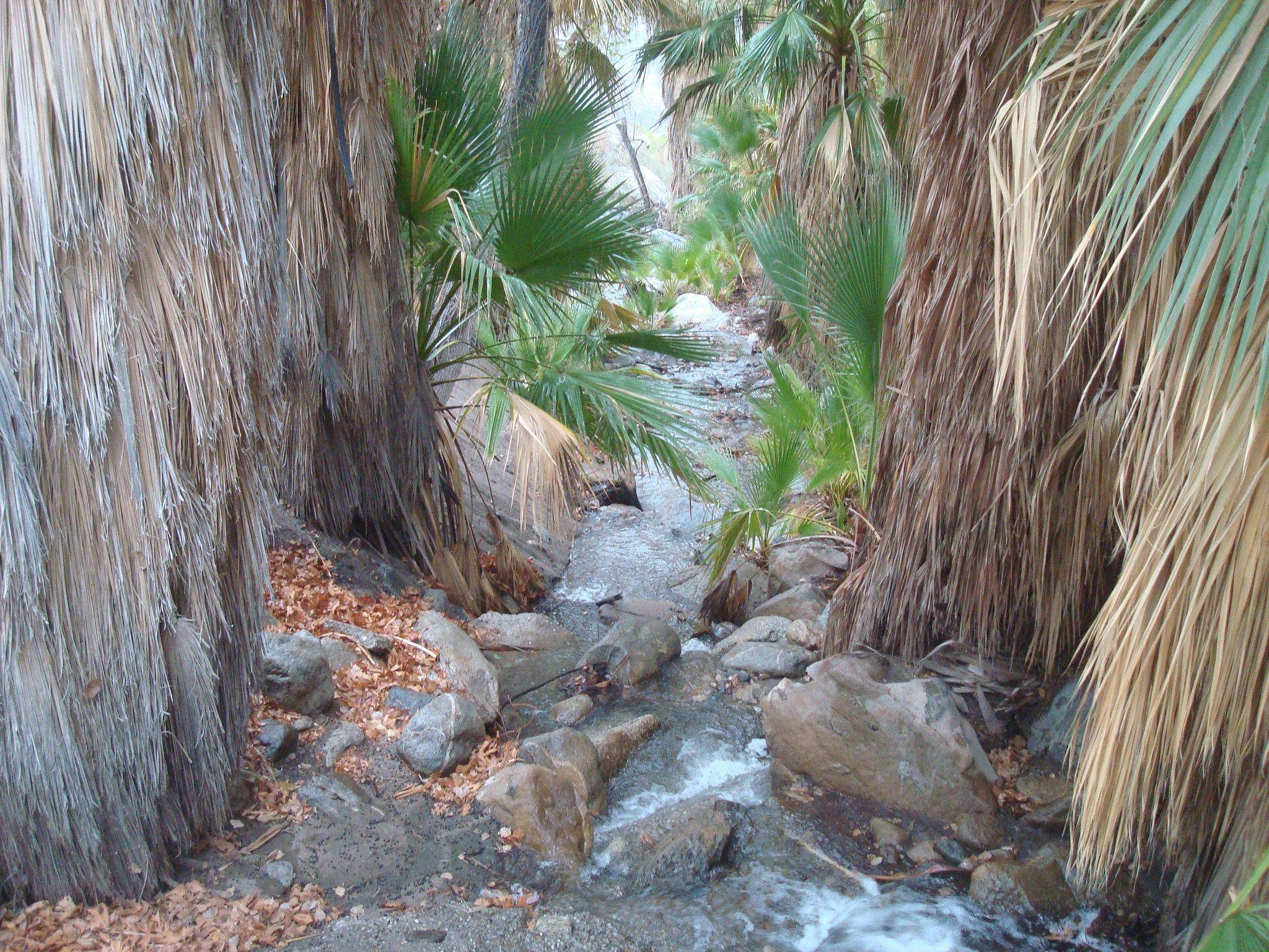 Indian canyons, Palm Springs, CA, click to load a larger version