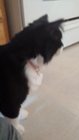 Simon - our tiled cat, click to load a larger version