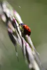 Ladybug on grass., click to load a larger version