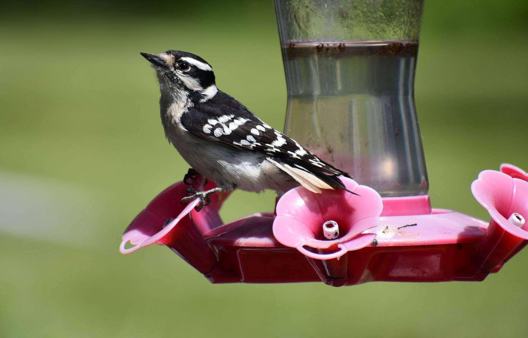 Downy woodpecker at 25 feet through double pane window, click to load a larger version