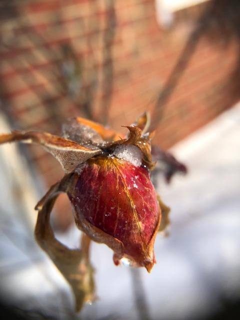 Frozen flower bud, click to load a larger version