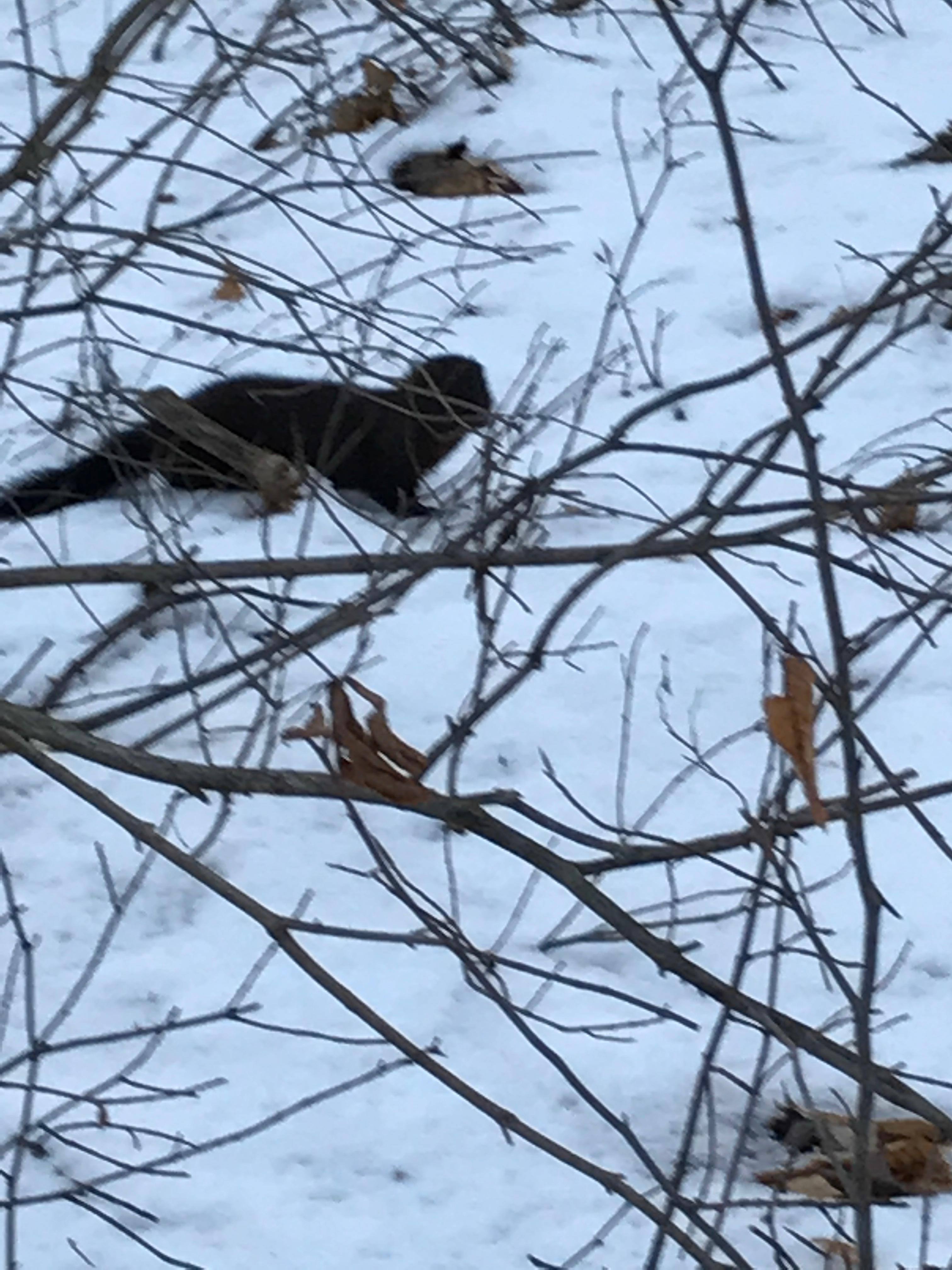 A mink I photographed with my phone while hunting., click to load a larger version