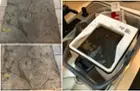 Back-rug before and after. Very dirty and more than a few dog-related accidents. Not new again, but a big improvement. Dirty tank water tells the story!, click to load a larger version