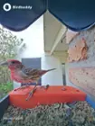 My first visitor, a house finch, click to load a larger version