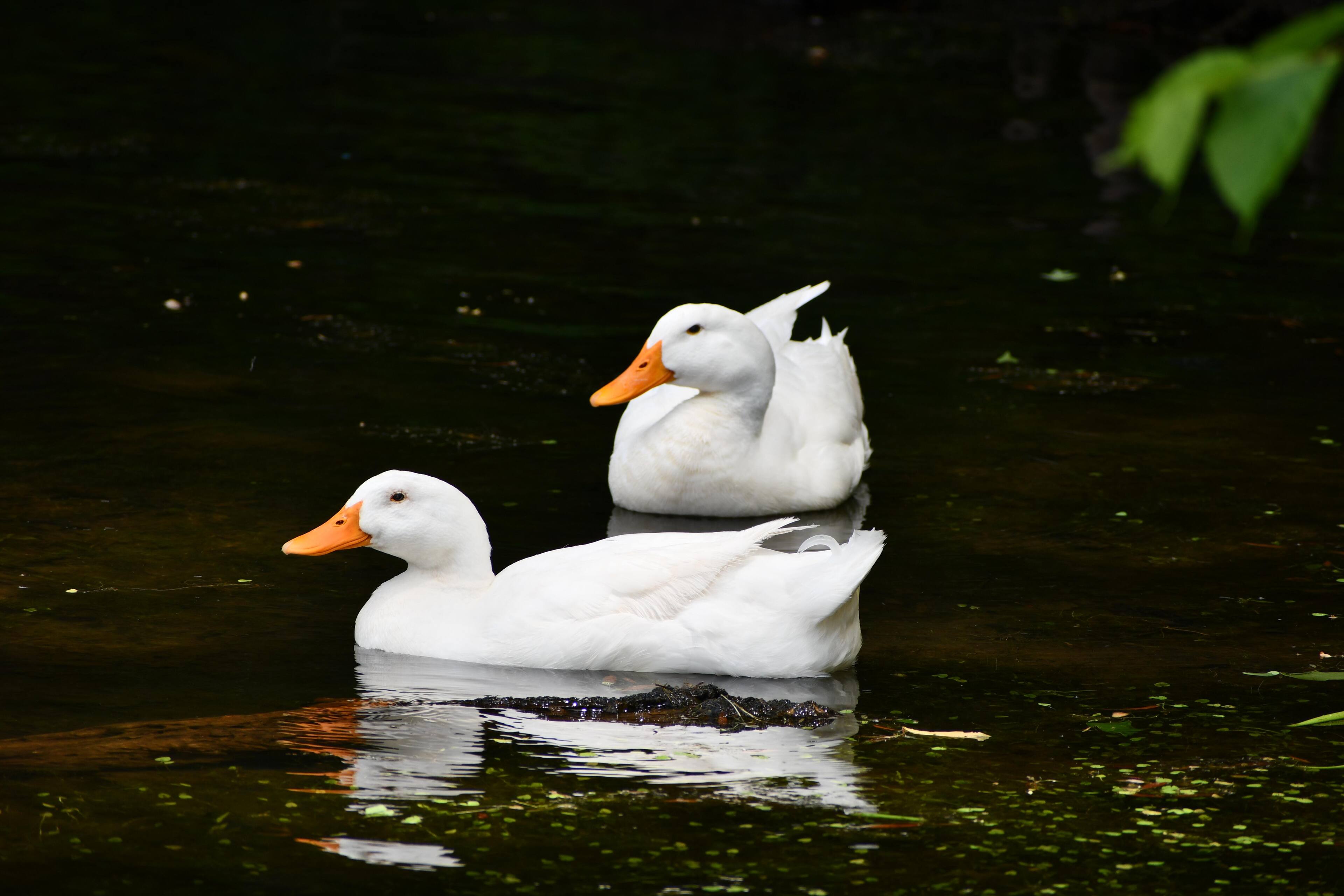 BEAVER DAM PARK GLOUCESTER VA., click to load a larger version