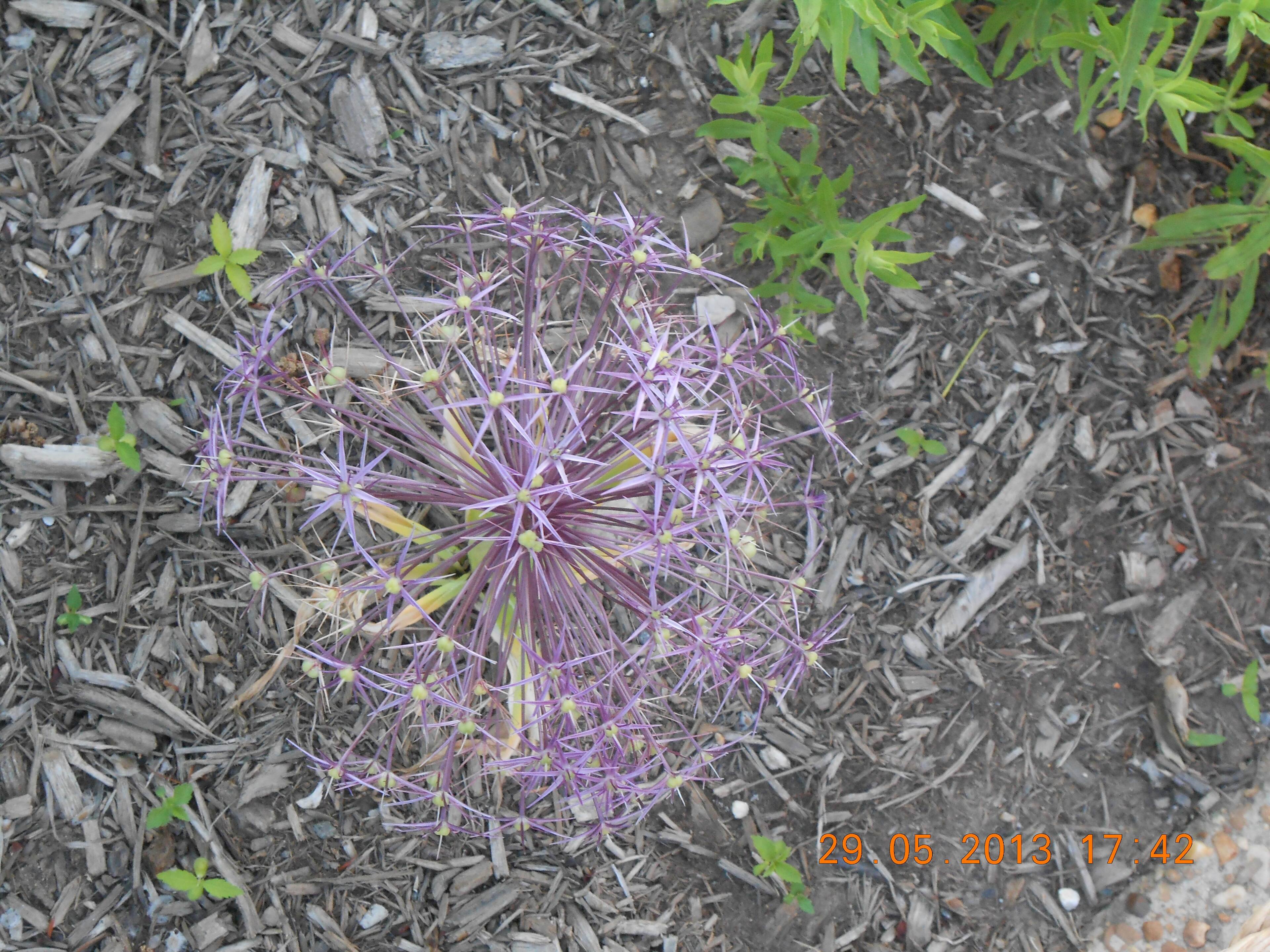 Global shaped flower, click to load a larger version