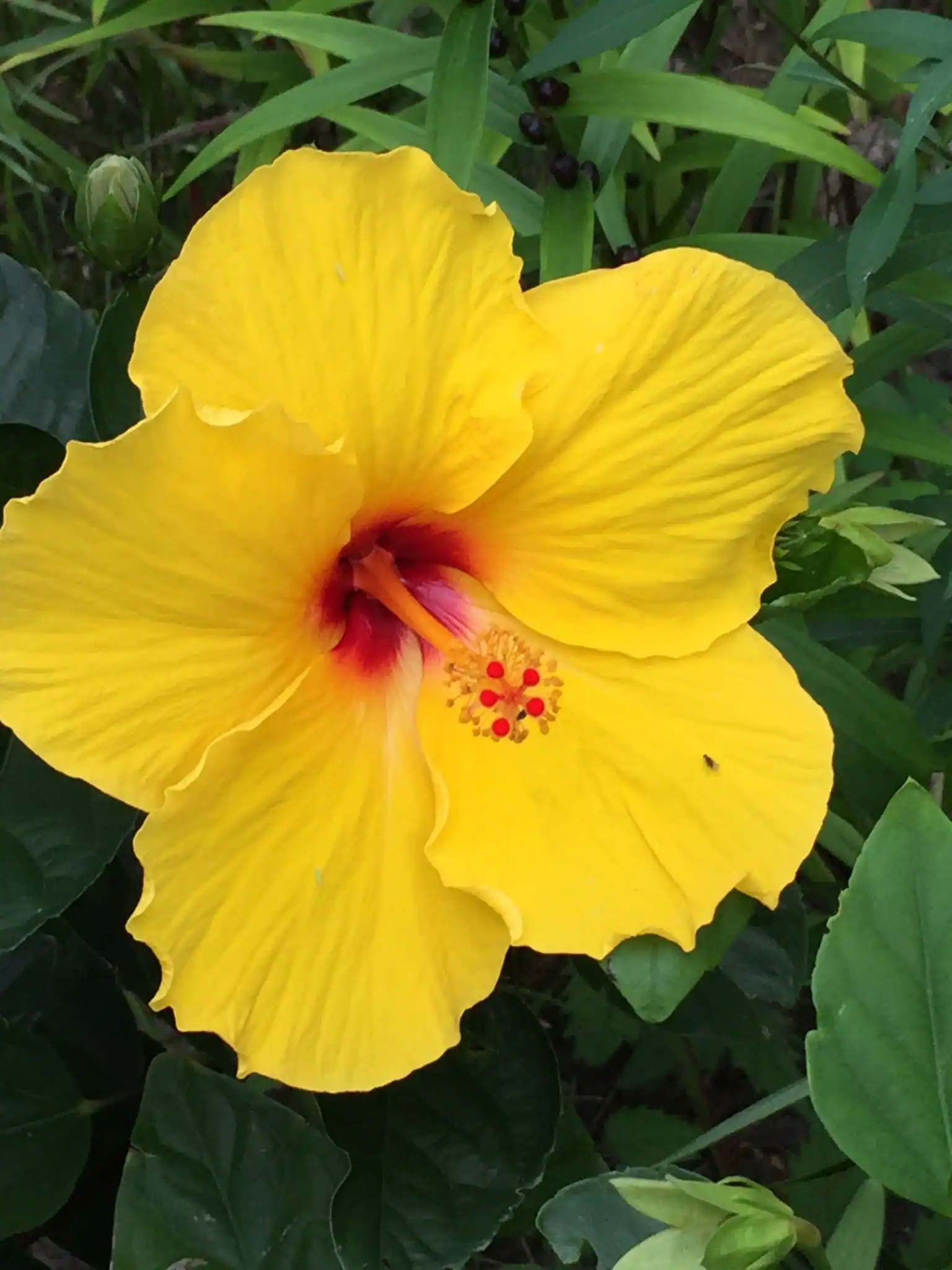 Hibiscus, click to load a larger version