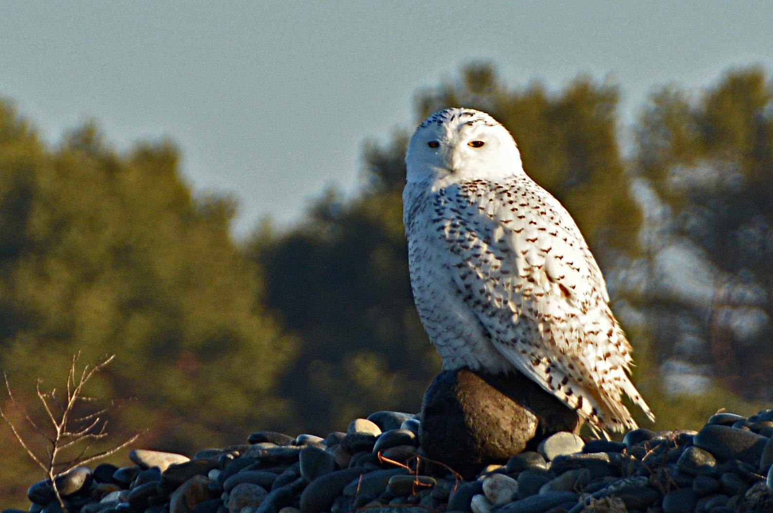 Snowy Owl, click to load a larger version