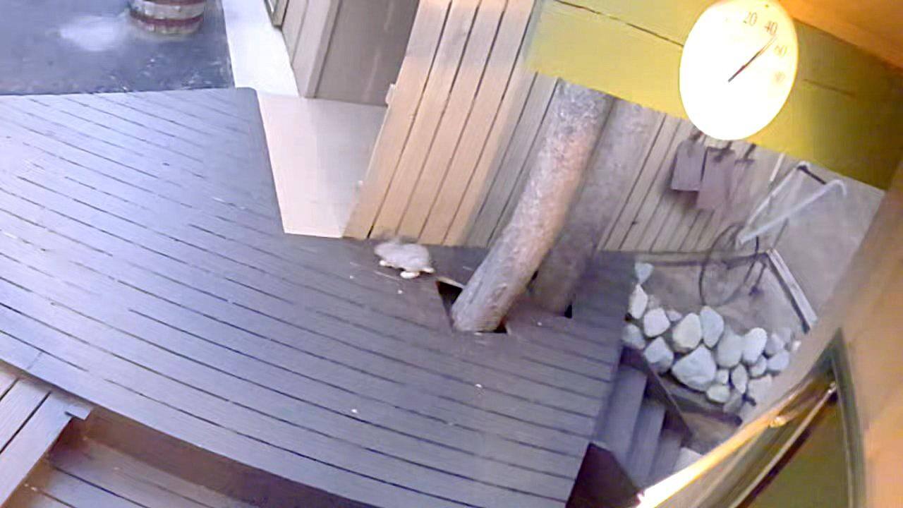 Camera zoomed in on a rabbit I didn't know was there, click to load a larger version