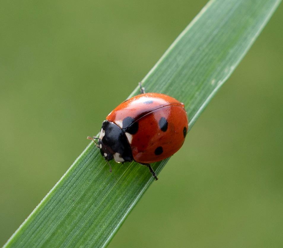 Crop of other photo to show detail, click to load a larger version