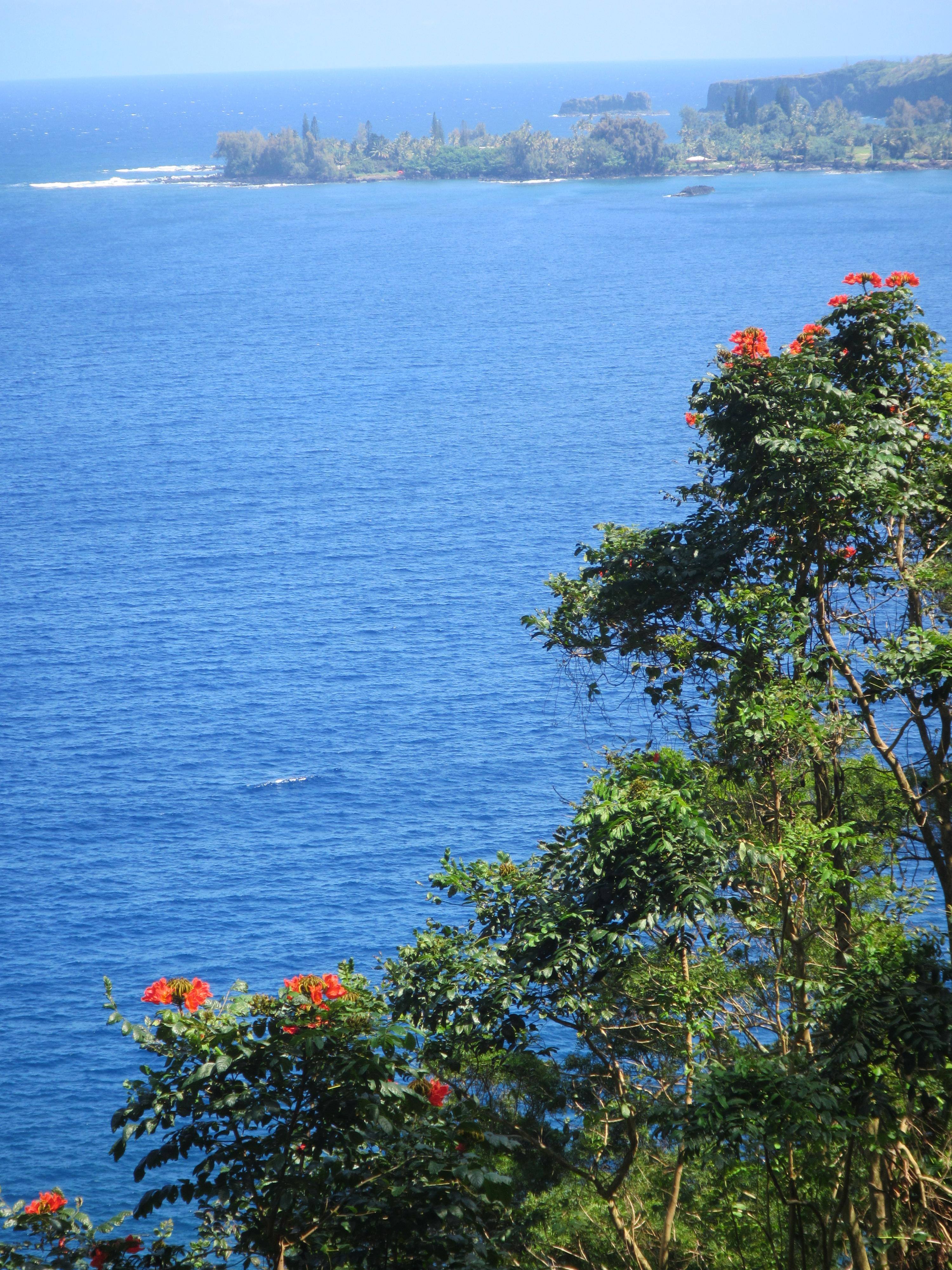 Road to Hana, Maui, click to load a larger version