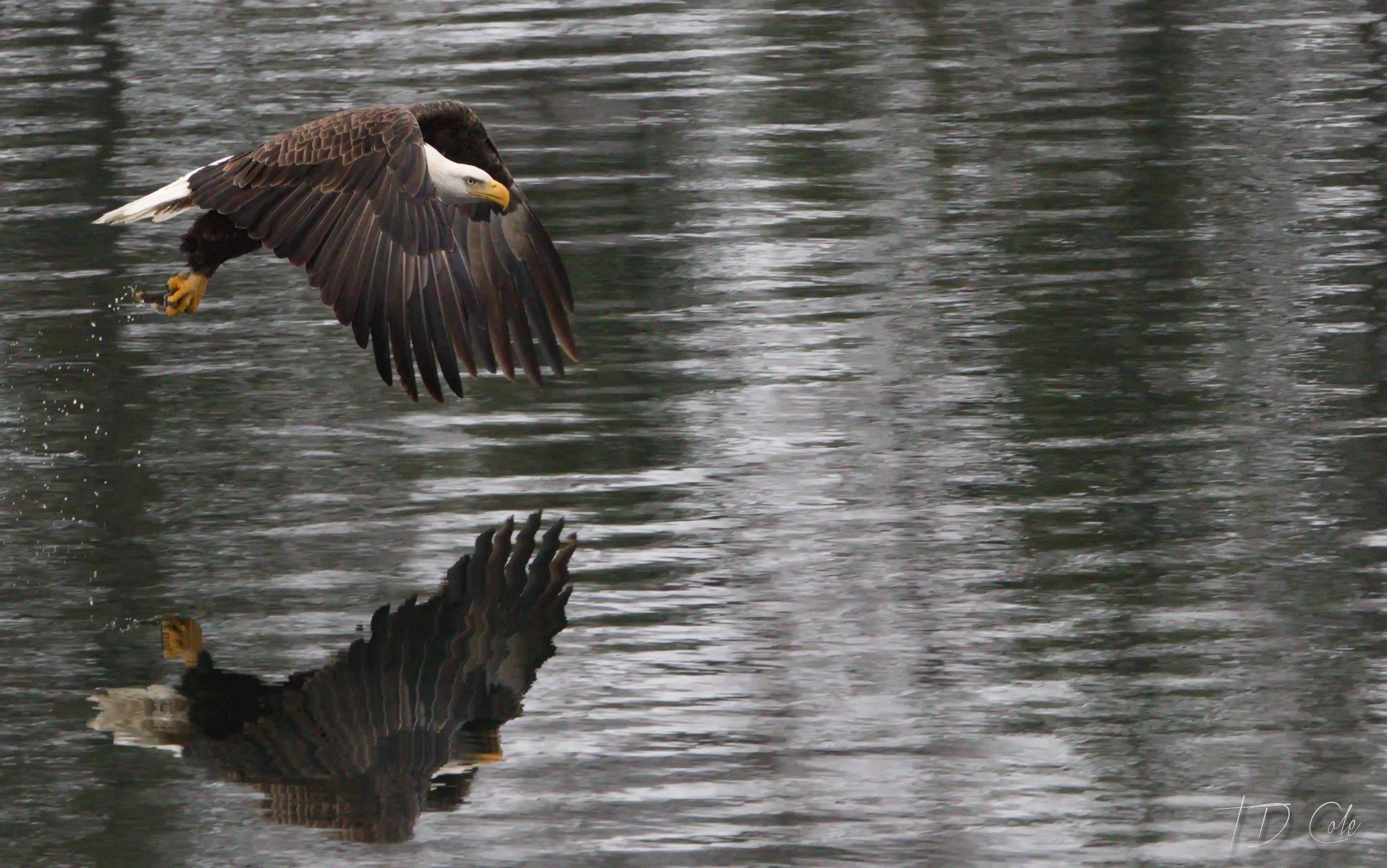 Idaho Bald Eagle fishing,, click to load a larger version