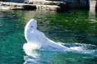 Beluga Whale (Vancouver), click to load a larger version