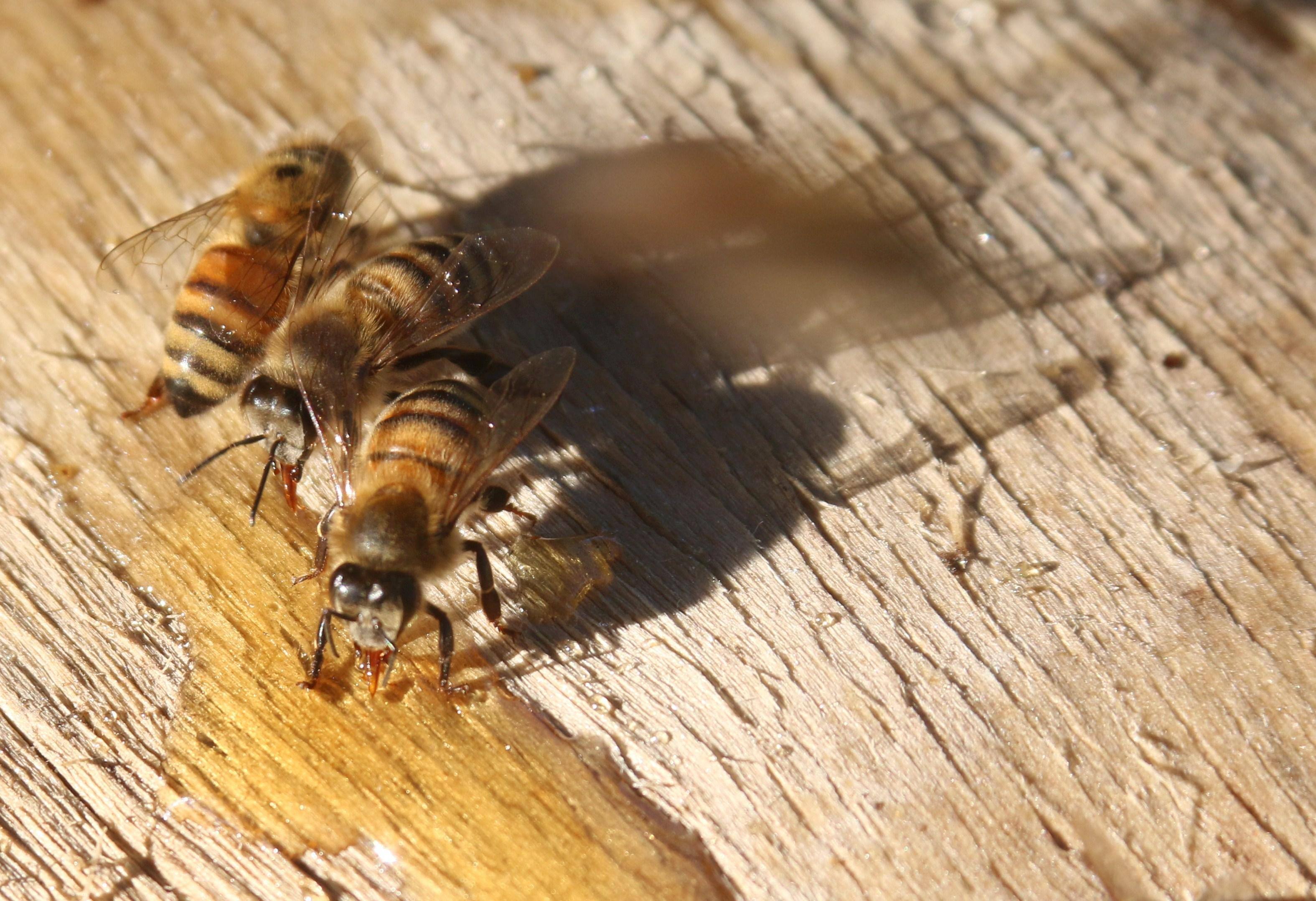 YOUNG LADIES SWEETING THIER LIPS, click to load a larger version