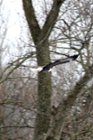 Bald Eagle In Flight, click to load a larger version
