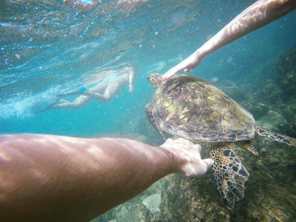 Snorkeling with Turtles in Hawaii, click to load a larger version