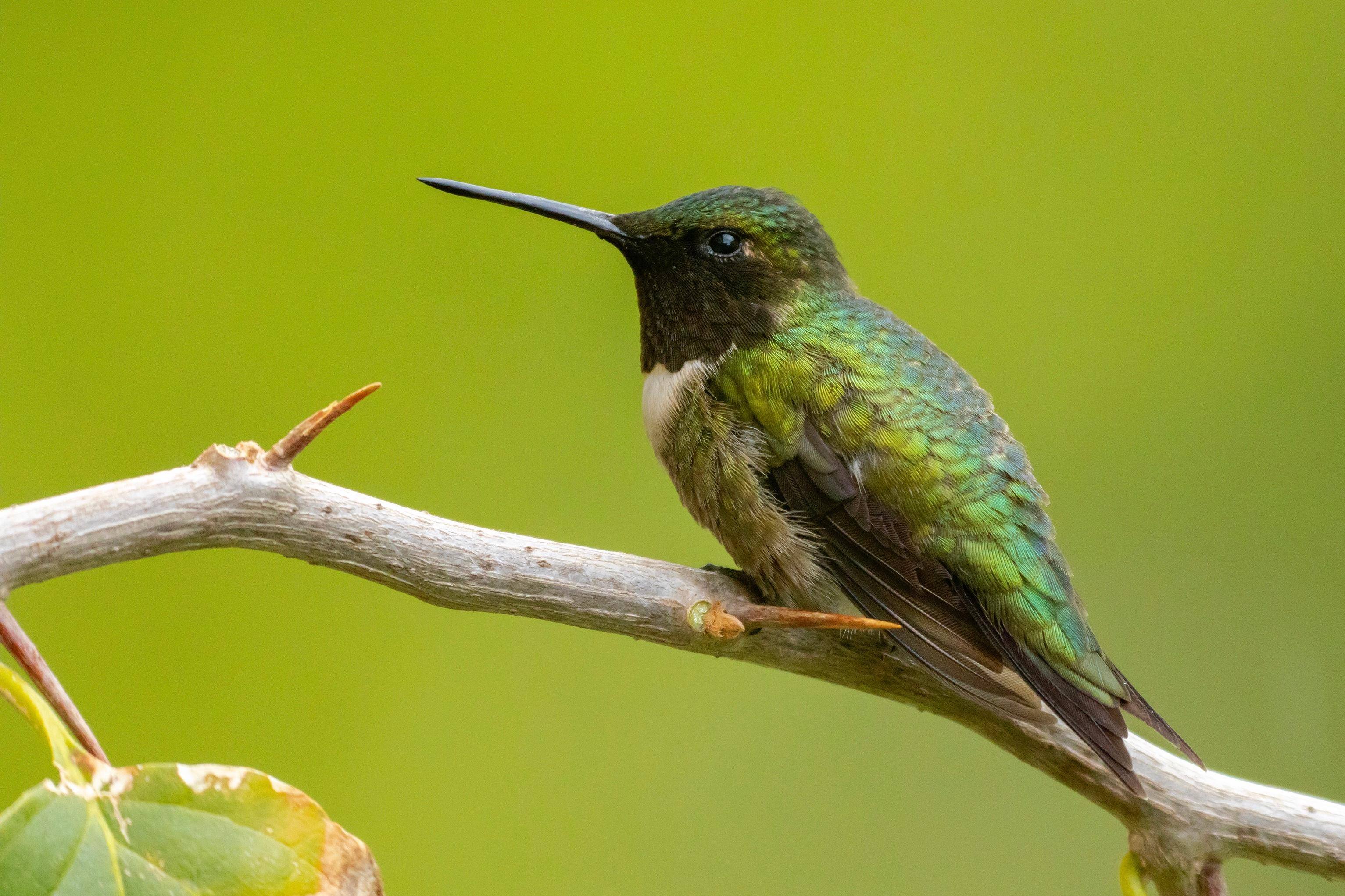 1,600mm full frame image, click to load a larger version