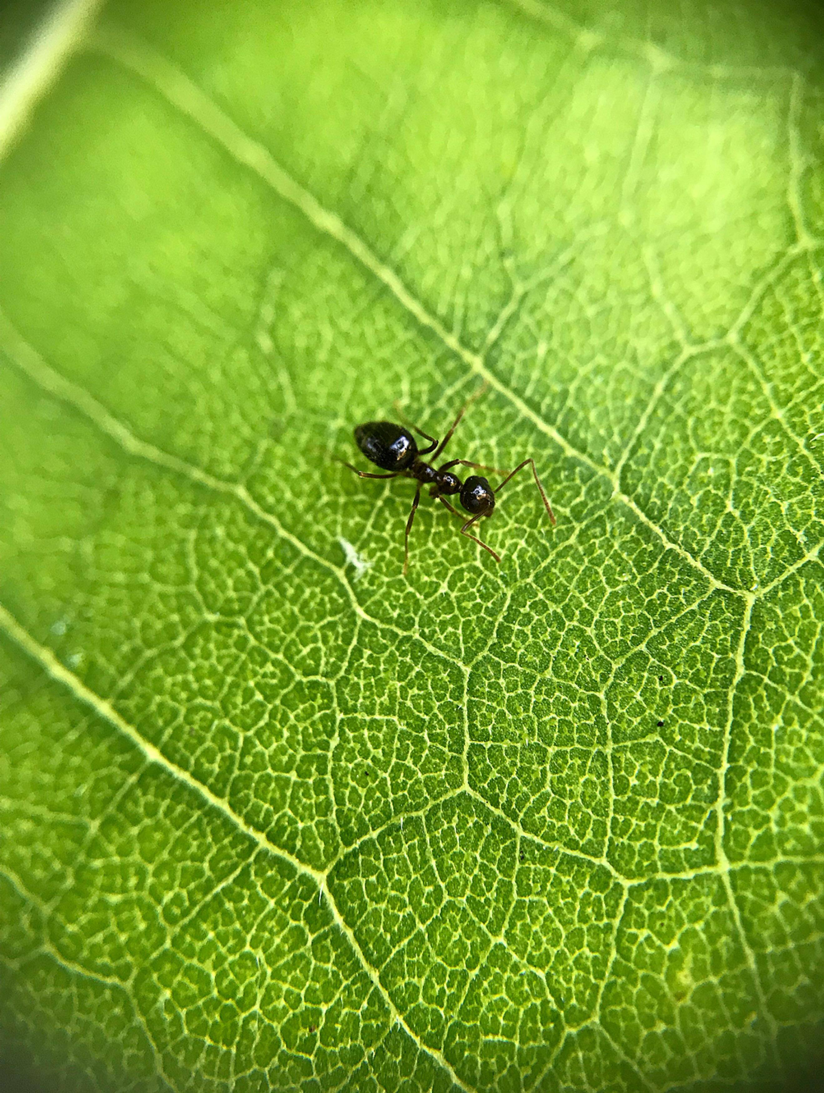 Tiny ant on a sunflower leaf using the macro lens., click to load a larger version