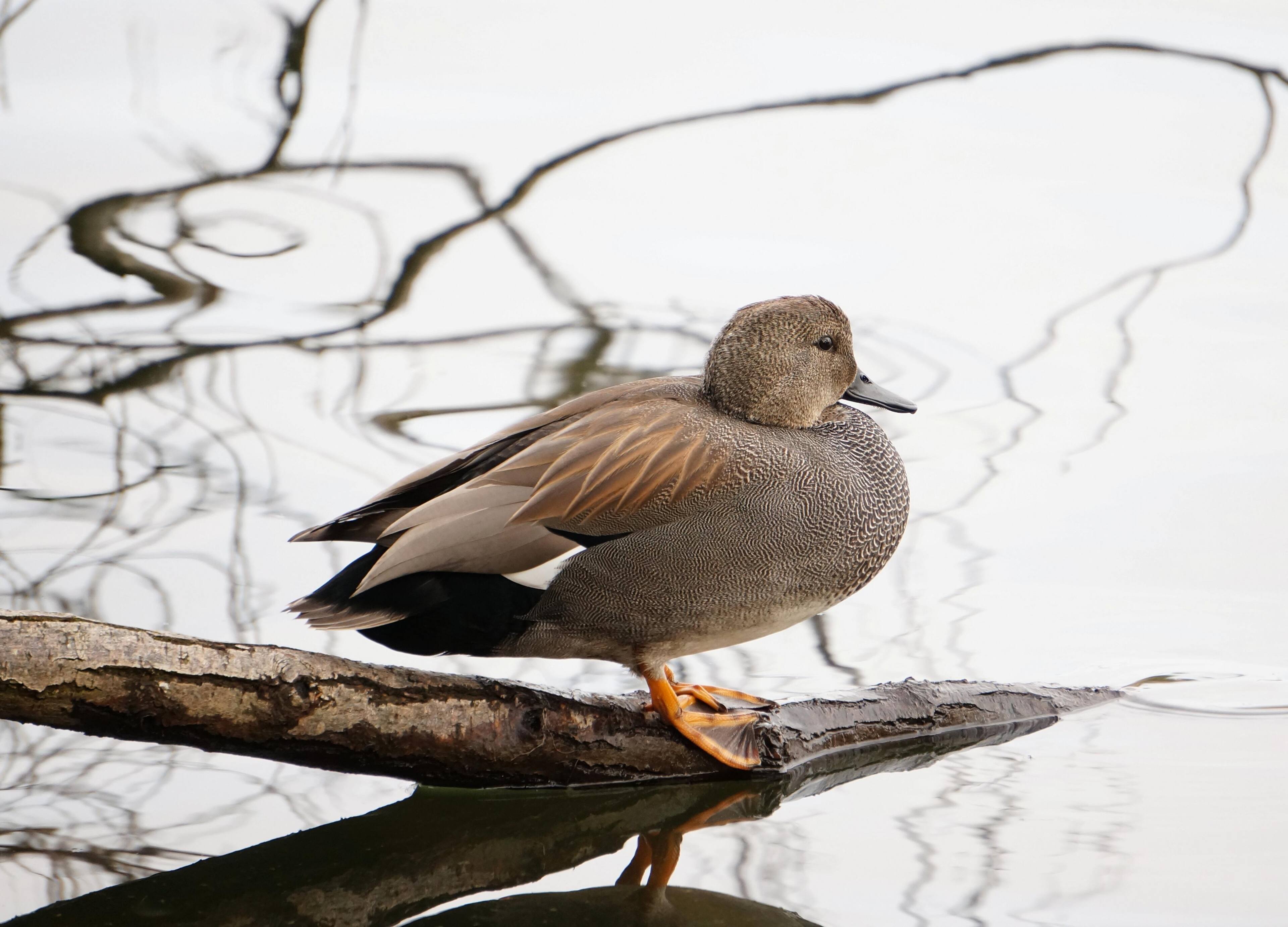 Migrating duck wintering in Seattle. Shot with Sony Nex-6 and 55-210mm lens., click to load a larger version