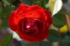 Rose in my back yard., click to load a larger version