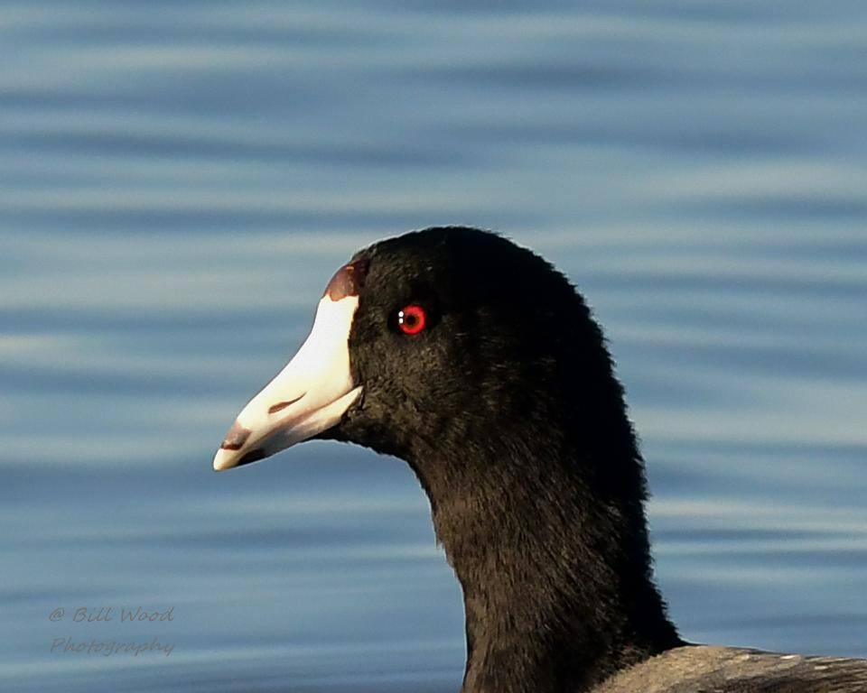 300mm on Nikon D500, click to load a larger version