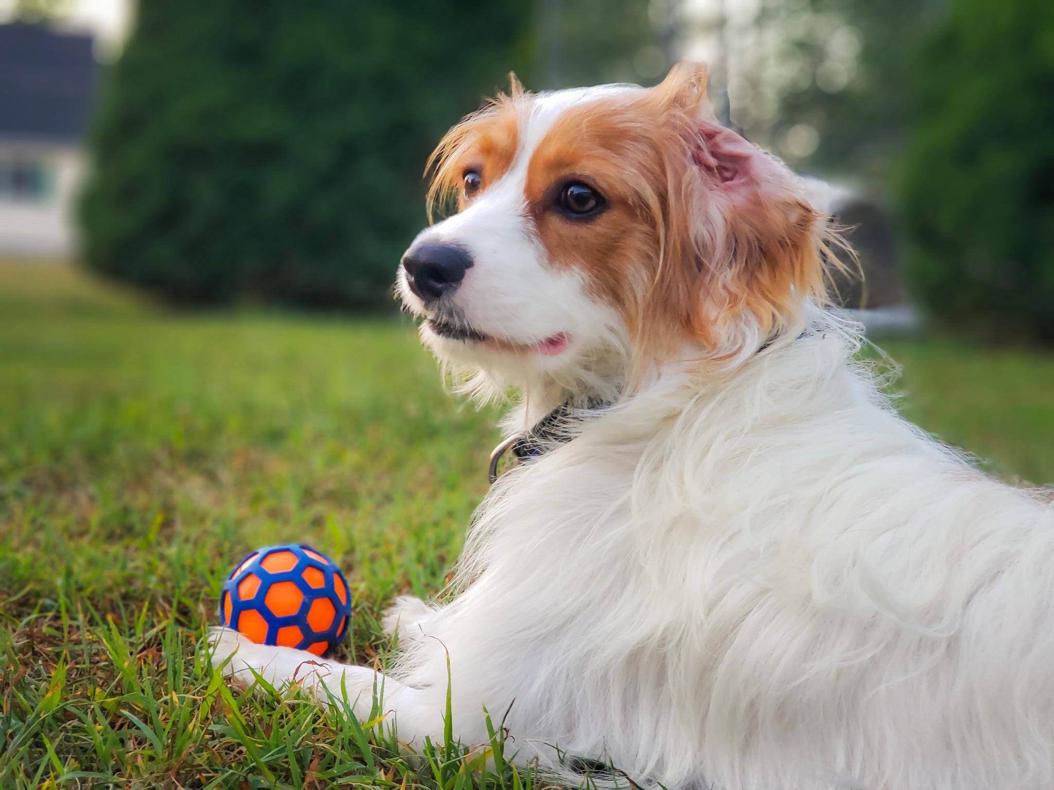 Pro ml ode, click to load a larger version