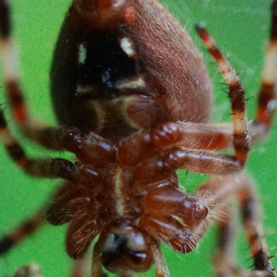 Macro spider, click to load a larger version