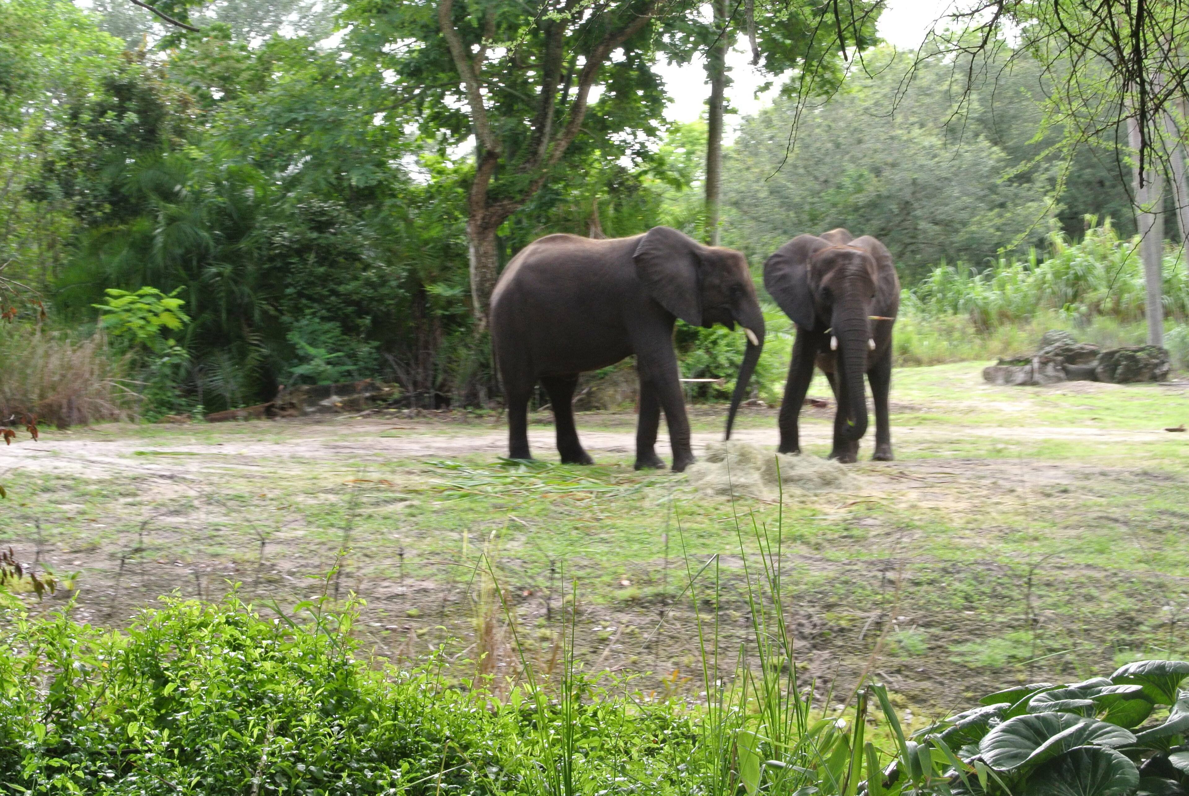 Disneys Animal Kingdom, click to load a larger version