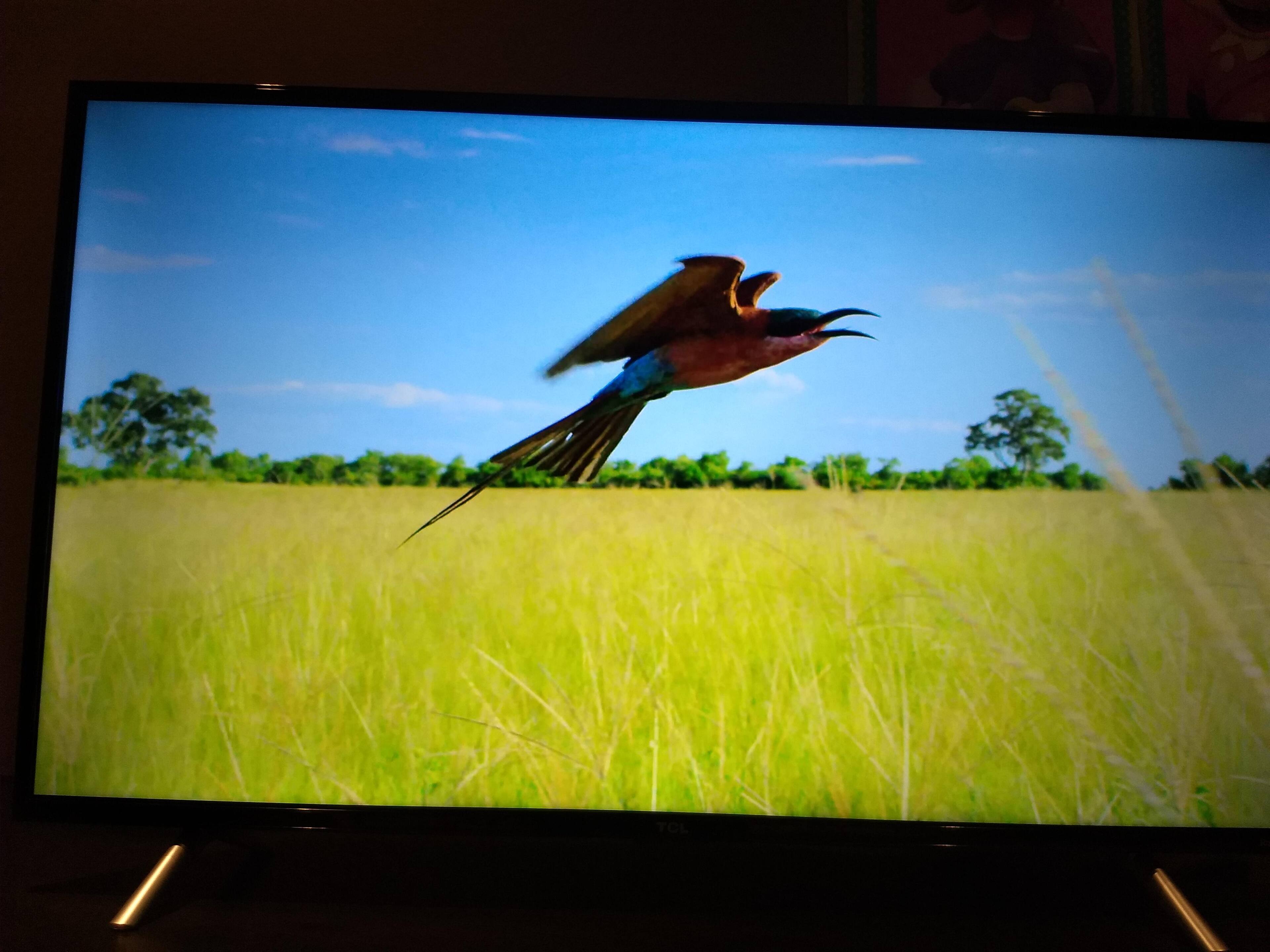 Planet Earth II 4K Netflix, click to load a larger version