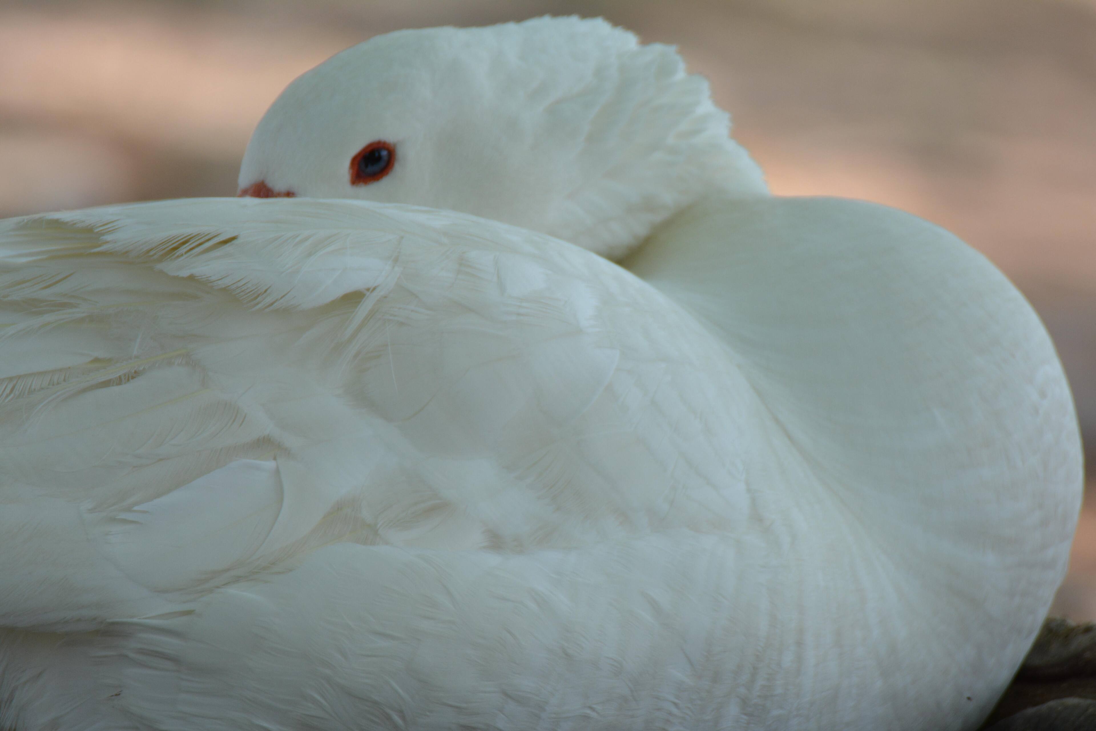 Feather Bed, click to load a larger version
