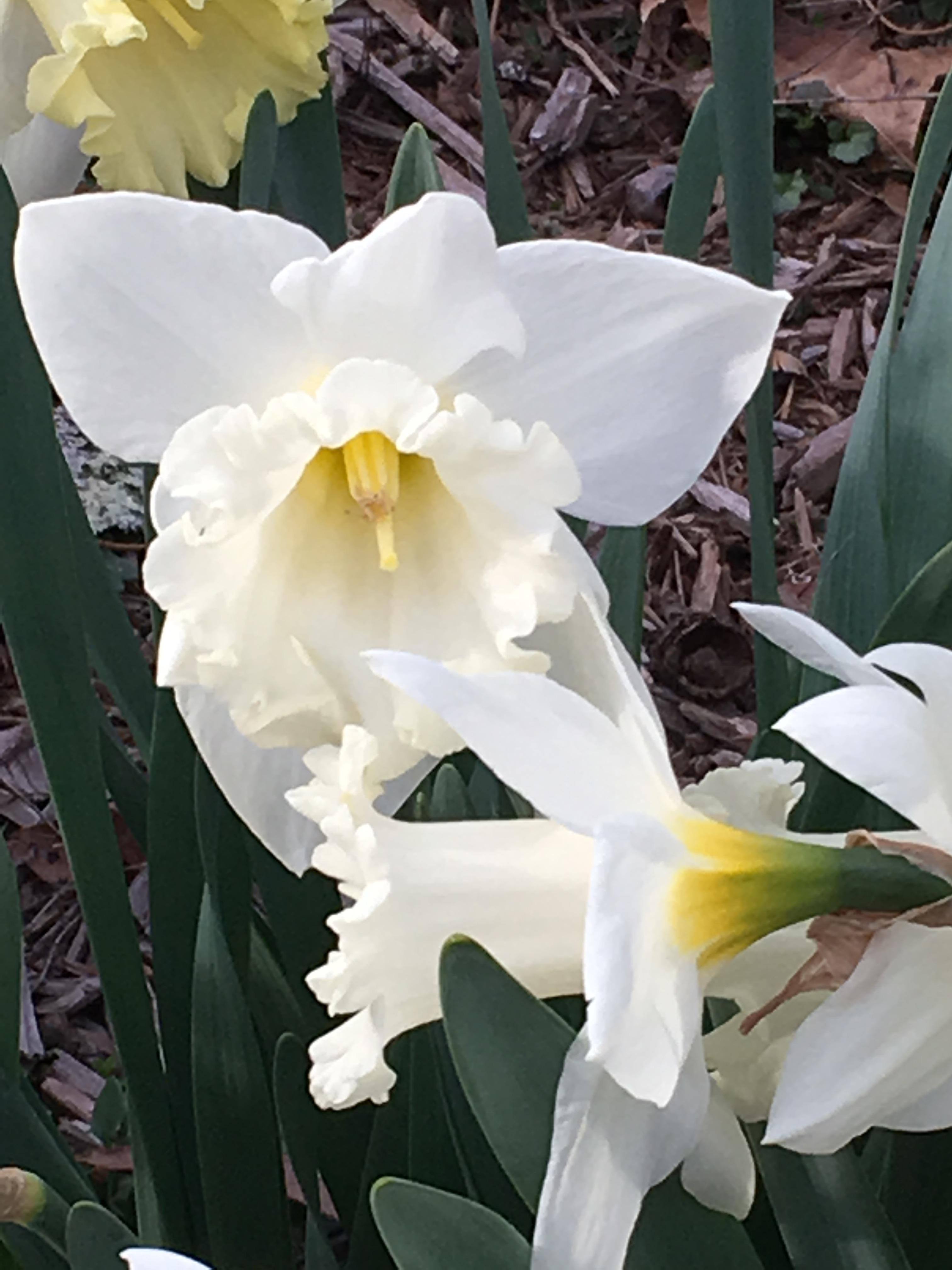 iPhone 6s pic! Great!, click to load a larger version