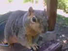 Squirrel, day setting, close up, click to load a larger version