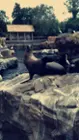 At Sea World, click to load a larger version