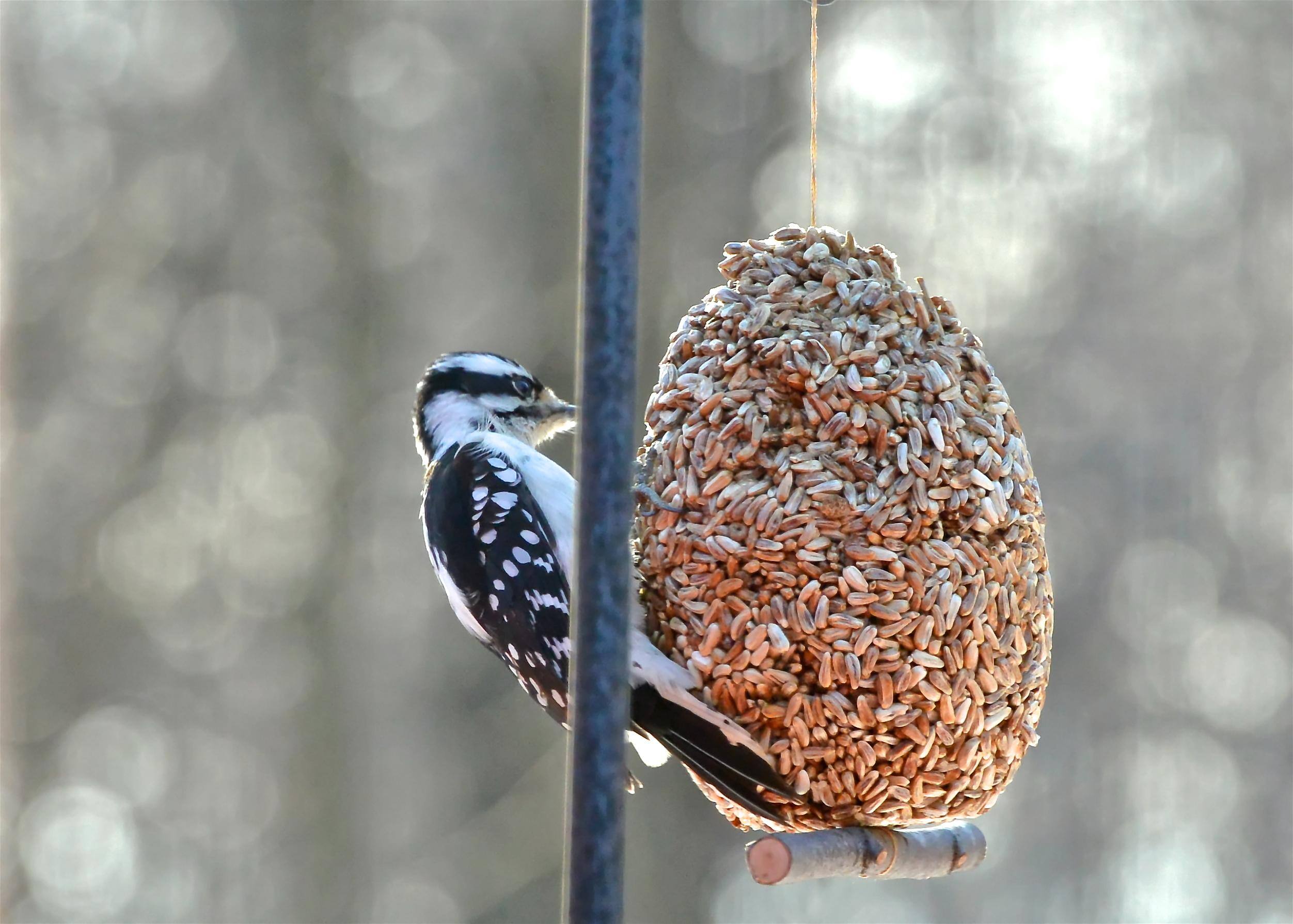 Downy woodpecker, click to load a larger version