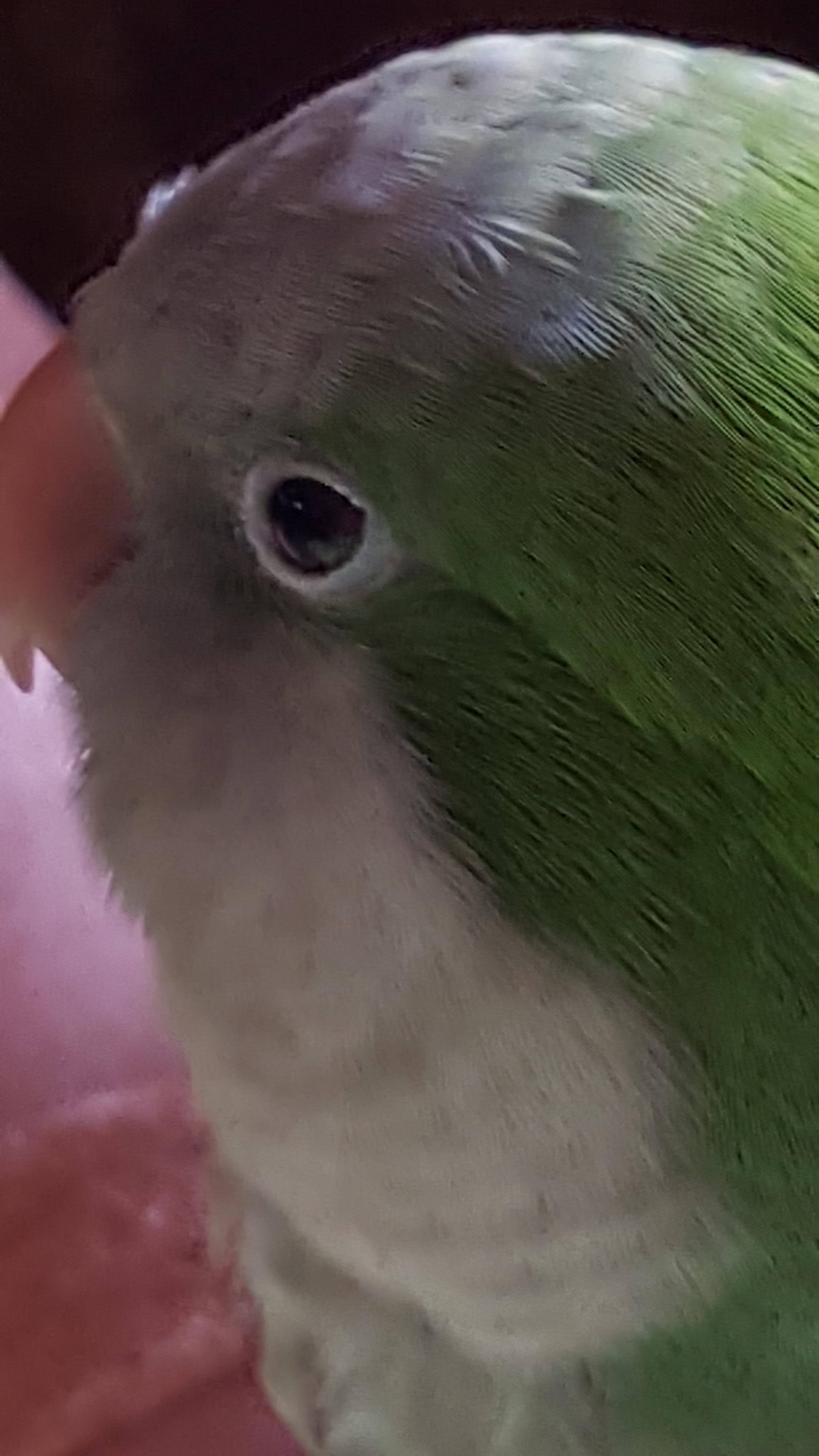 my bird upclose vivid colors, click to load a larger version