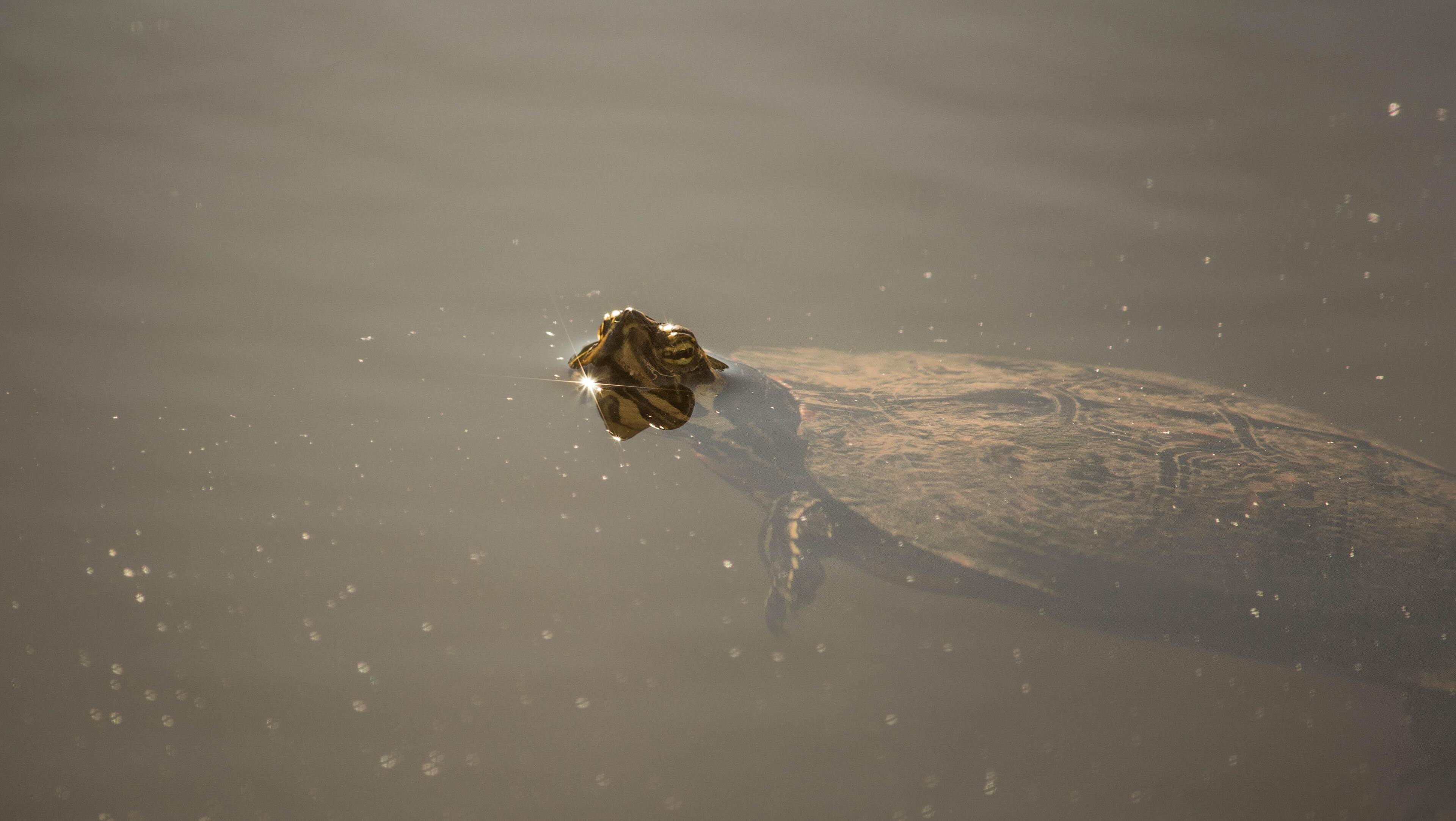 Used on Nikon D7100 18-140mm Nikkor lens. 67mm CPL by platinum, click to load a larger version