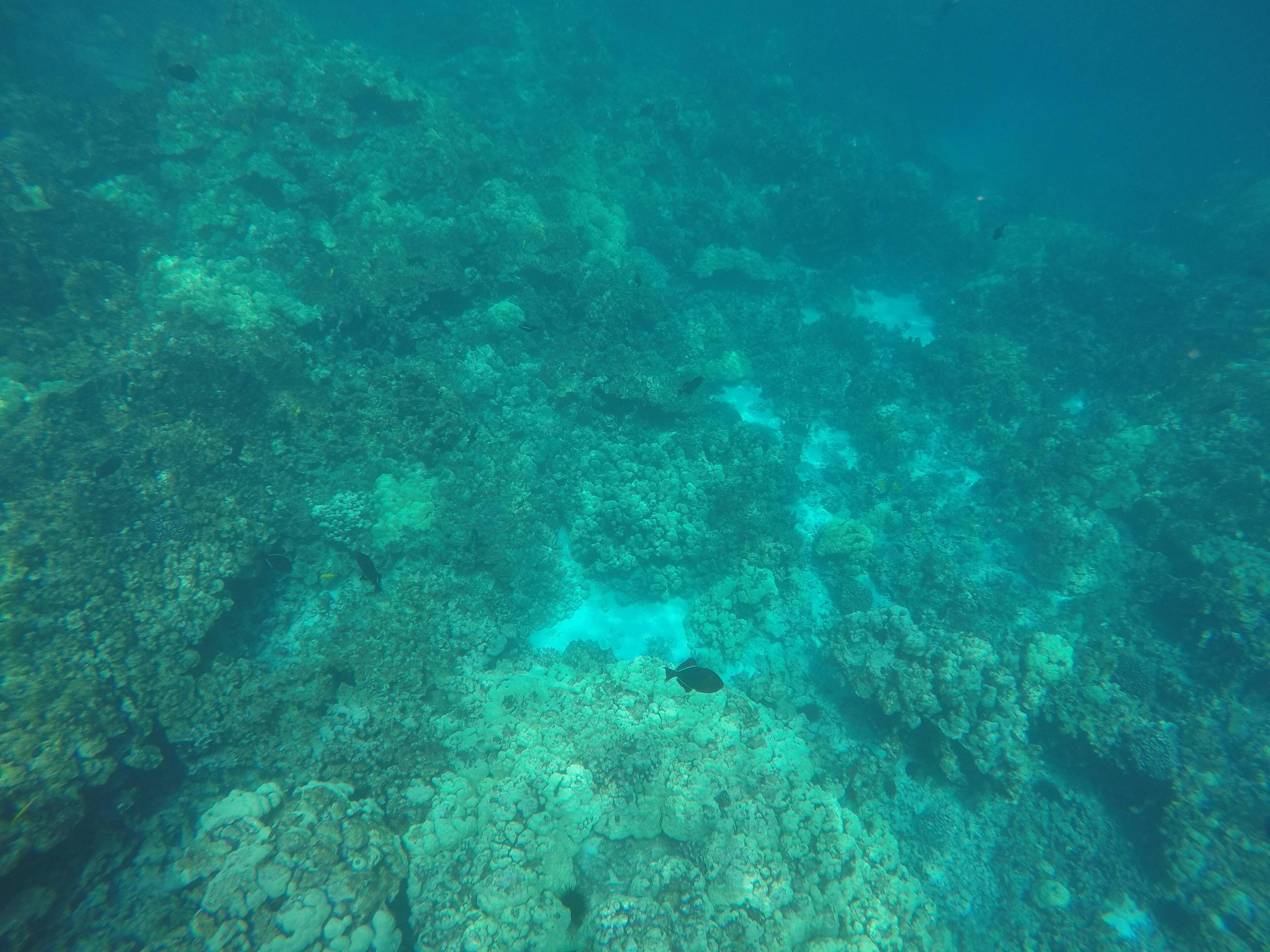 Without, click to load a larger version