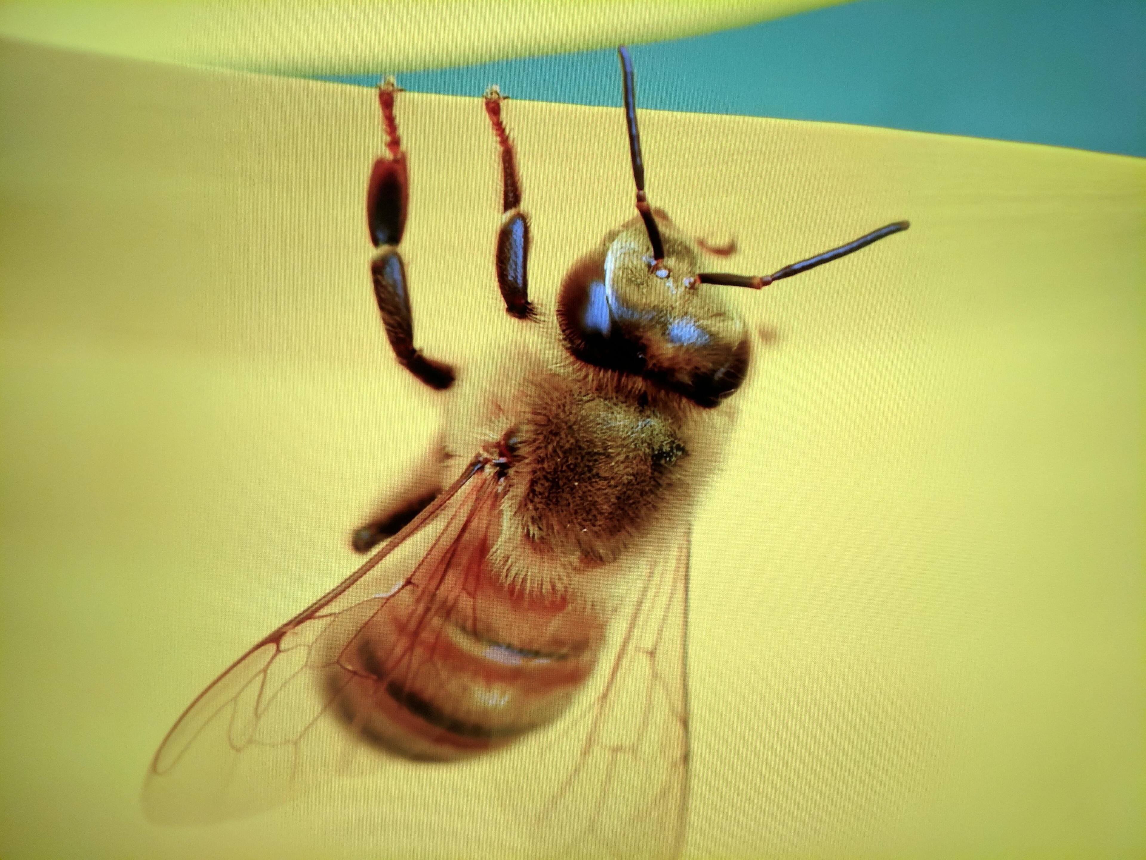 youtube 4k video closeup, click to load a larger version